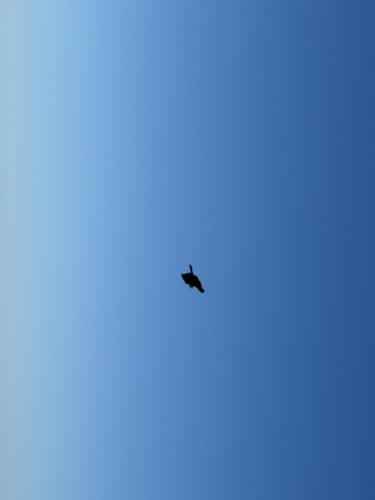 오사카GC에서 내 볼을 가져간 까마귀